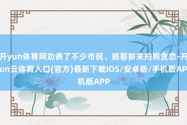 开yun体育网劝诱了不少市民、旅客前来拍照贪恋-开yun云体育入口(官方)最新下载IOS/安卓版/手机版APP